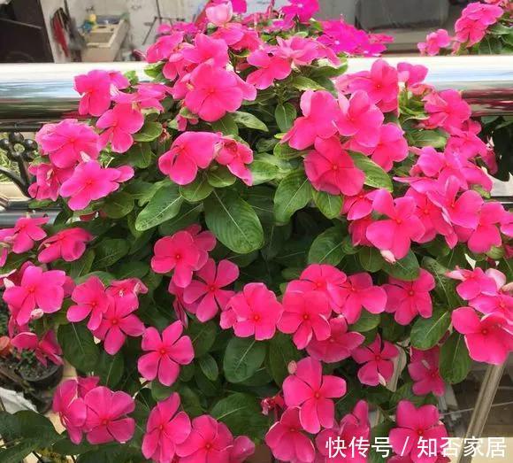  『照充足』5种花要多晒，晒得多花越多，一缺光就黄叶烂根！