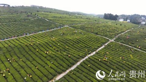  『脱贫致富』思南鹦鹉溪：贫瘠山区踏出致富希望路