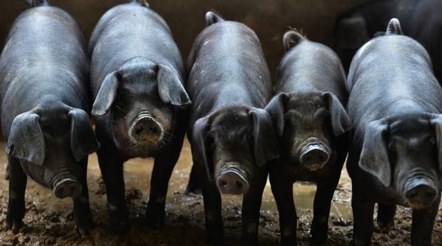  【补贴】船小好调头，农民小打小闹也能年入10万，比打工强