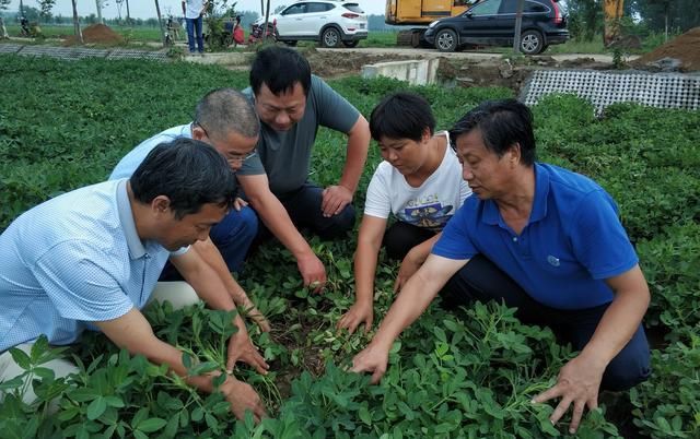  『要充分利用』河南春播花生种植指导意见