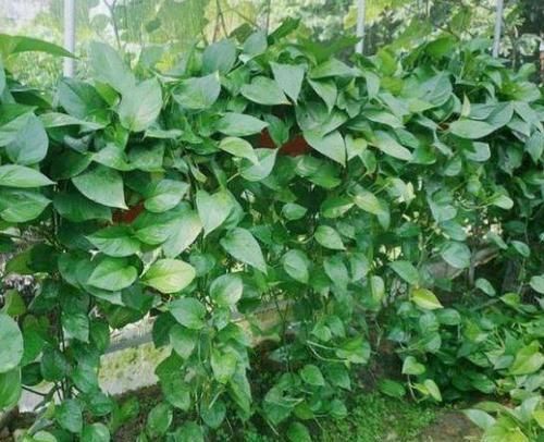  「长得」家里就养3种花，耐旱又耐晒，虐着养，生长旺盛花更多