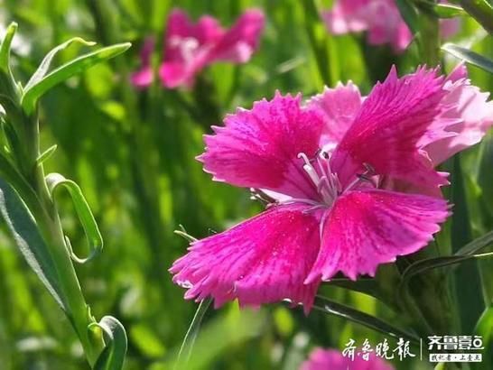 『开花』似竹非竹的石竹开花了