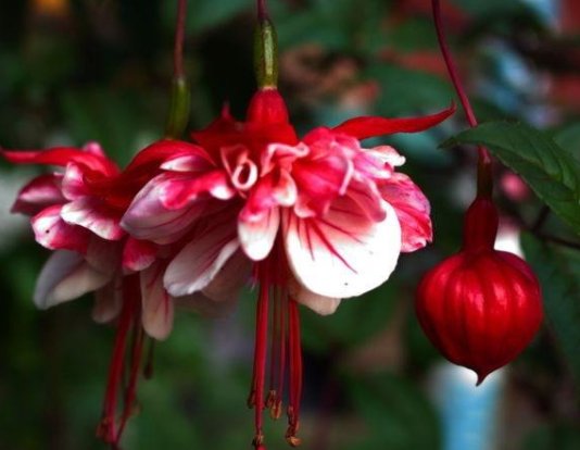  『盆栽』家里养这5款花卉，再冷也开花，堪称盆栽佳品，花色美丽且不费心