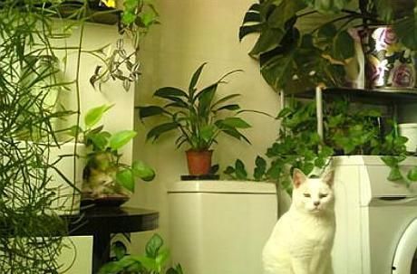 舒适■厕所异味重、病菌多,养上这“3种”植物,家庭变得舒适又健康!