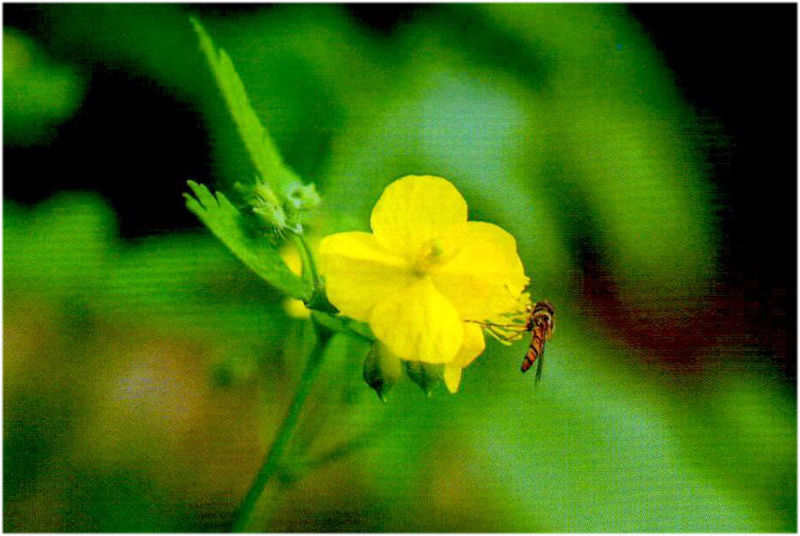 「毒门」植物界三大毒门世家