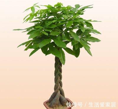  「选择」喜欢在家中养护花卉，就选择开花量繁多，花期长，花色艳的3种花