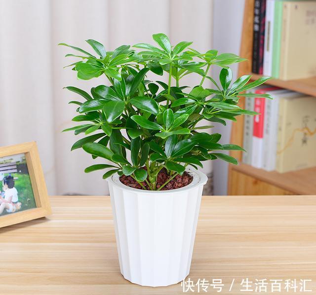 #不失#这几种高档花,摆在客厅,高级不失优雅感,养护简单四季常绿