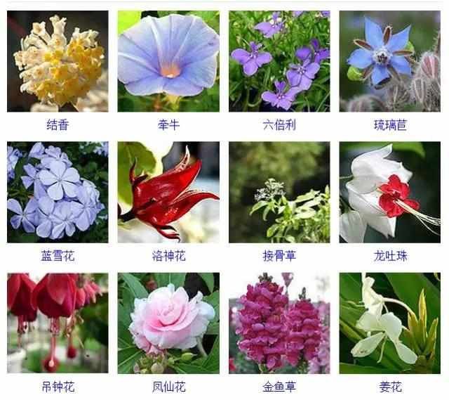  【品种】400种 · 观花植物品种大全，值得收藏