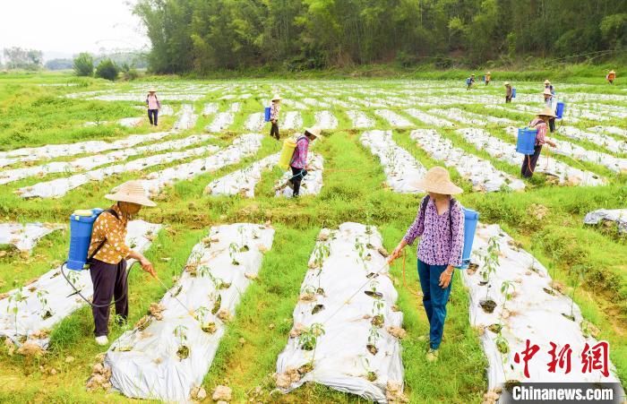  [村民]广西梧州：农民田间劳作场景构成诗意田园