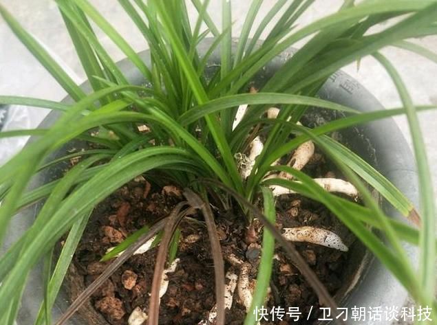 还加■兰花浇水只是单纯的浇水?老花匠还加了1点“它”,根不腐长得好