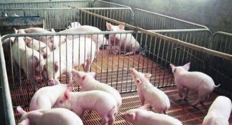 美国人很少吃猪肉，那为什么美国却是养猪第一大国呢？