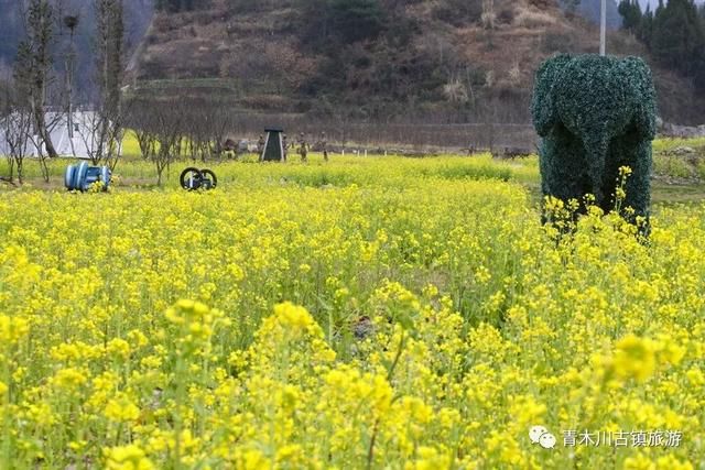 汉中青木川，油菜花已经开了!