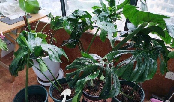  【喜湿】此花，茎节粗壮又似罗汉竹，深褐色气生根，纵横交差，形如电线。