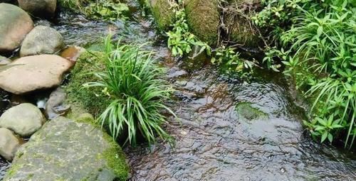  「重视」这野草，长在小溪边，是中药“珍宝”，若遇见，请重视！