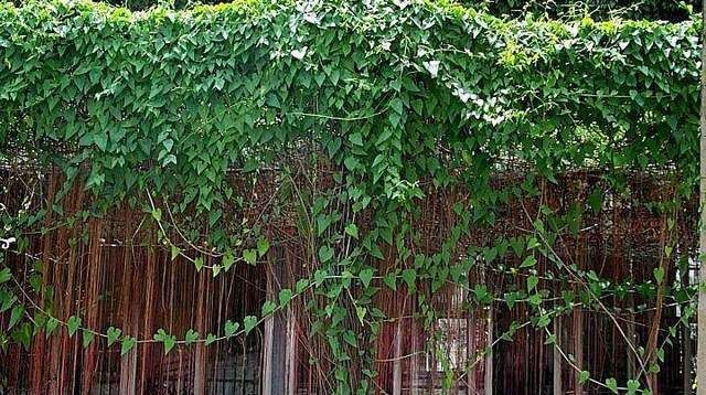  #垂直#这1种植物高达3米，千万条气根向下垂直，像帘子一样，原来是它