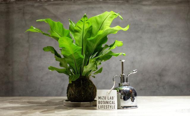  「家里」家里养花就养盆它，开花量大爆盆简单，颜色鲜艳寓意好，好养易活