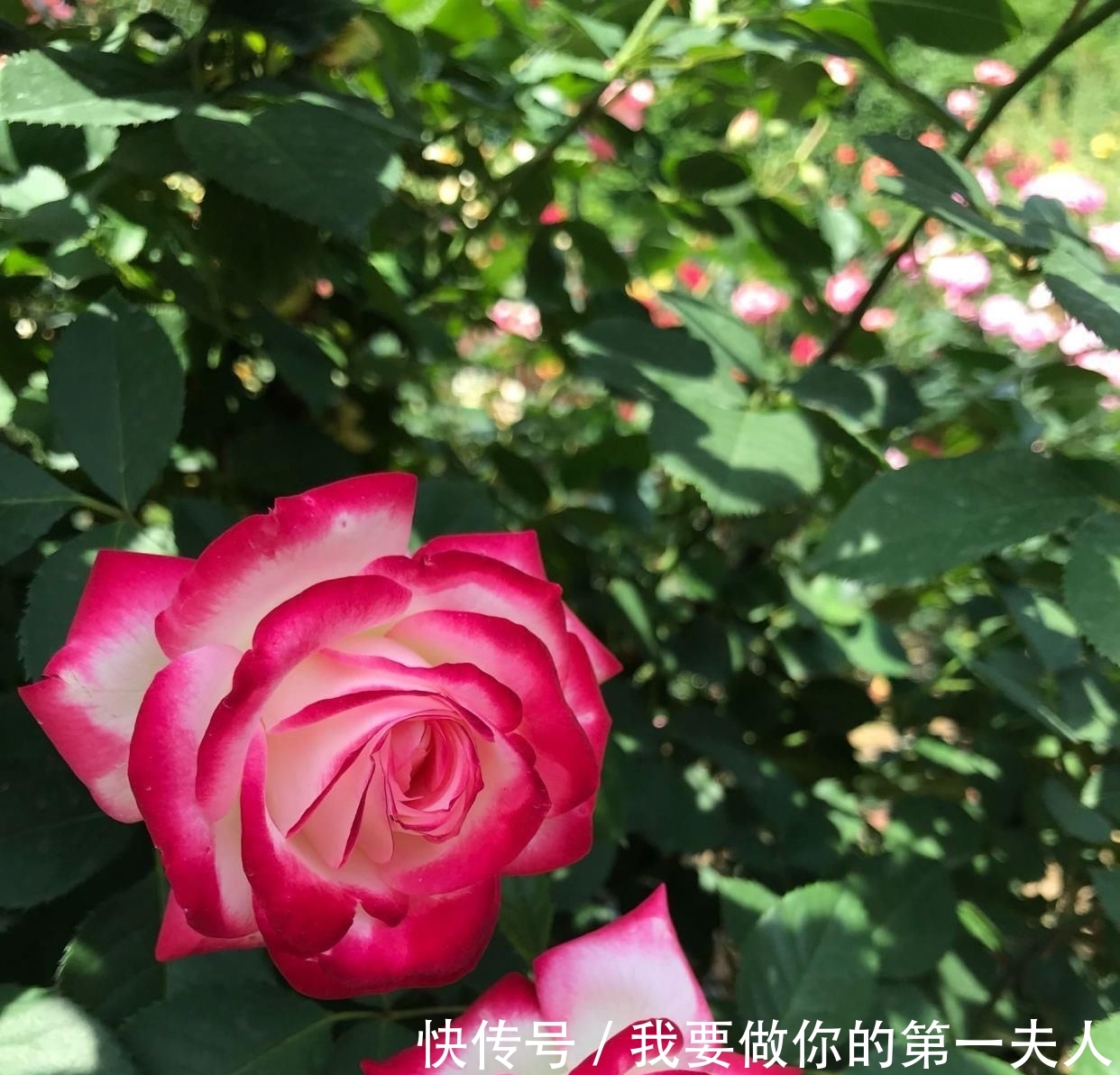  值得：一年四季开花,美丽若玫瑰,好养易活,这款盆栽绿植,很值得栽培