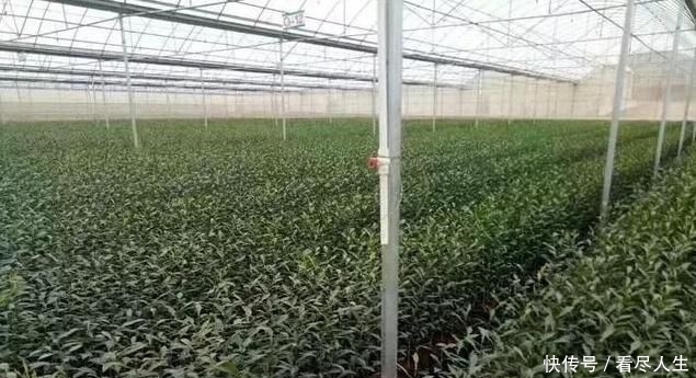  「培育」如何选择砧木进行柑桔培育管理？有没有什么好办法？