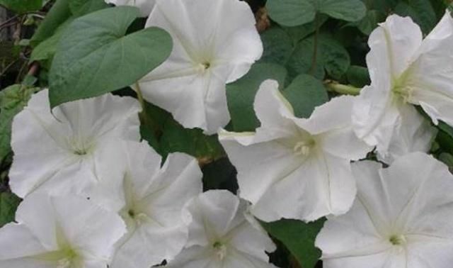  『开似』这“月光花”，花开似月、花朵大，一到晚上，花朵开满如“瀑布”
