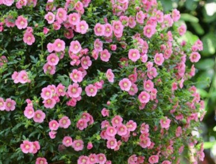  「家里」4种花被称为“开花小能手”，家里养两盆，四季开花不断，超美！