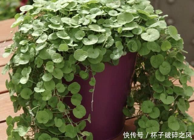  「盆栽」河边，若是遇到1种“马蹄金”，请别当杂草，植株珍贵，能当盆栽