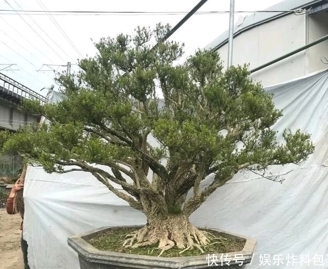 『朱立明』欣赏朱立明的盆景,学会体贴!
