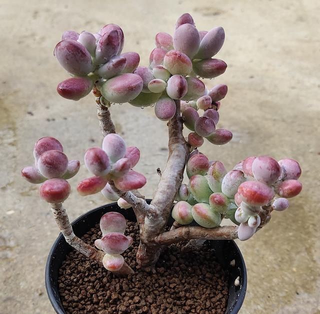  [蚧壳虫]多肉植物病虫害如何预防？怎么做可以快速减少损失，一起来看看吧