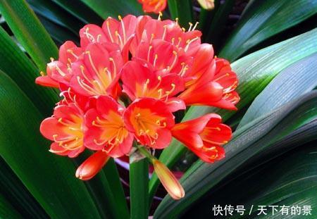  「适合」3种花卉，花色艳丽，花期长，适合在室内养护，是家中养花必备