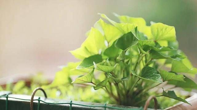 『适合』3种适合盆栽的蔬菜,在阳台上种几盆,健康美味!