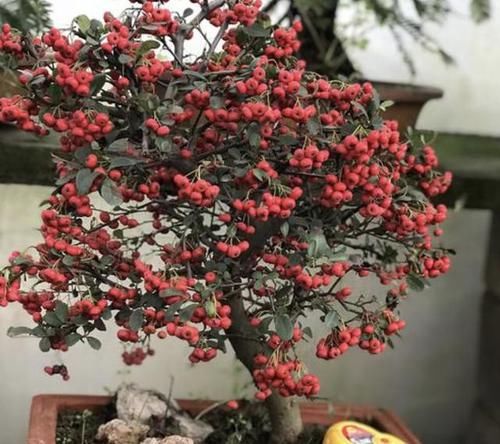 #不少#它在山上像“杂草”,殊不知是“果树”,1棵挂果“90个”,美