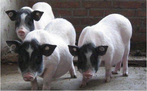 农村禁养全面开展，早做准备