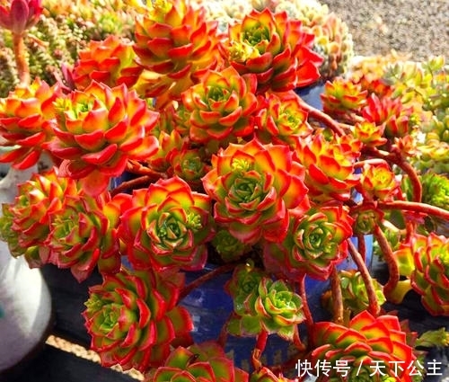 『值得』3种多肉,颜色鲜艳漂亮,颜值不输玫瑰,易爆盆成老桩,值得拥有