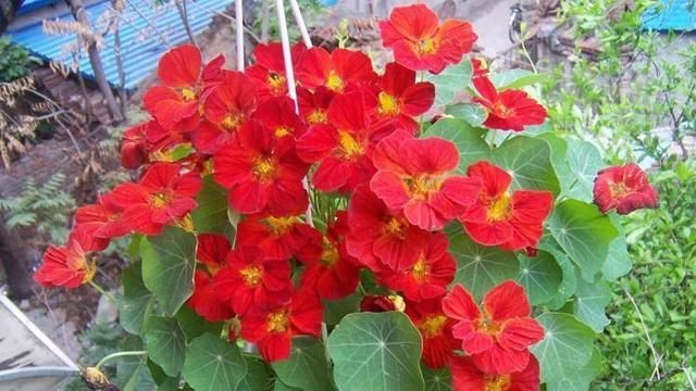  『绿萝』这花花期100天，一个枝条扦插一盆，叶子像荷叶，比绿萝漂亮好养