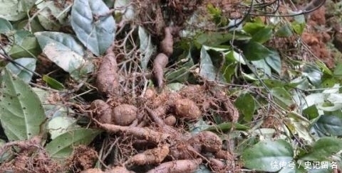  「采挖」曾千元一斤被捧上位，引来采挖热潮，如今却沦为笑柄，