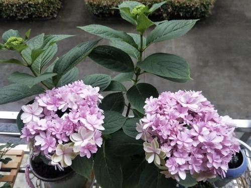  [花苞]1种“促花水”，用来喷绣球花，每隔7天“喷1次”，花苞冒出来！