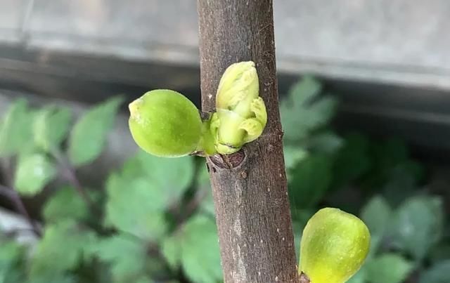  [家里]三月, 家里的植物