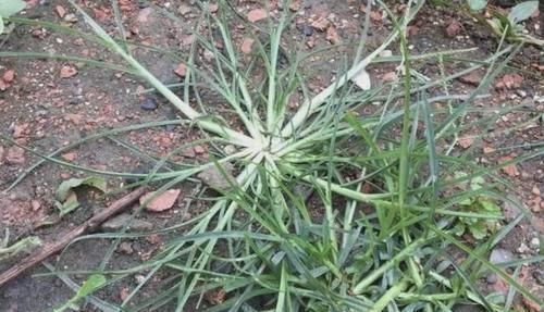  『河岸』河岸上有1种“牛筋草”，看到别踩踏，和车前草一样，价值高
