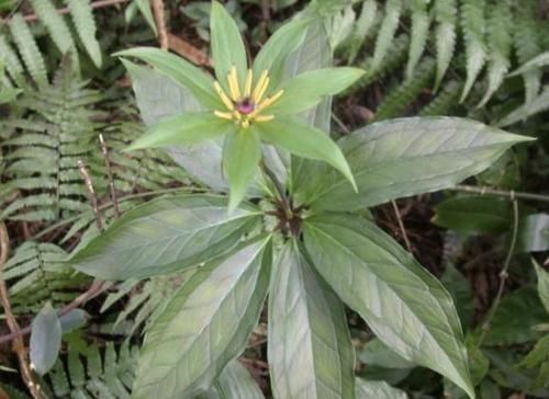  七叶：阴凉的竹林里，有1种“七叶莲”珍贵，植株值钱，堪比“金线莲”