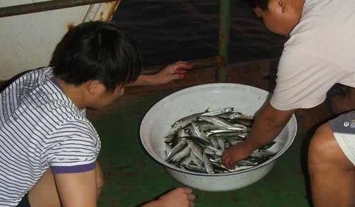  【鲅鱼】海边钓此鱼，一来就是一群，大连人叫它“鲐鲅鱼”