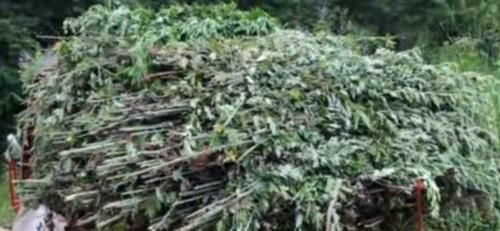  #村民#在农村，种植艾草能赚大钱，这是真的吗？