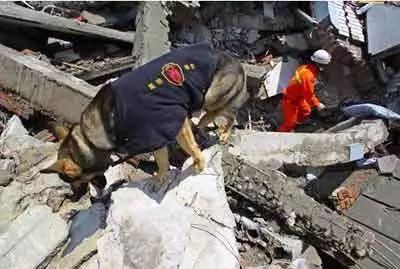 在网上被骂，在小区里被打，竟然还有人要毒我们的狗，为什么现在