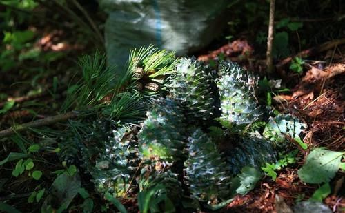  上市■它是一种野生坚果，今年上市就卖50元一斤，农民：采摘过