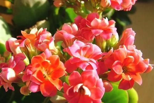  【友养】老花友养长寿花多年，分享几个技巧，照着做，长势旺年年开花不断