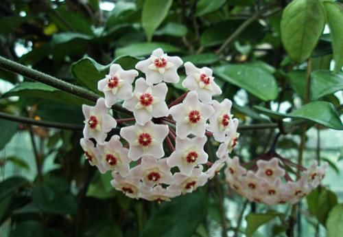  「花开满」养花选它，比绿萝还好养，丢土里就能活，花开满阳台！