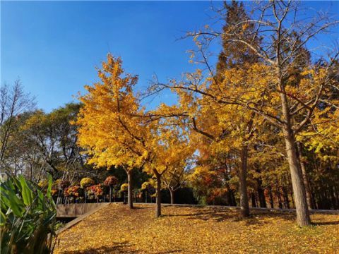 5万余株树木妆点大地 共青森林公园变身“黄金森林”[图]