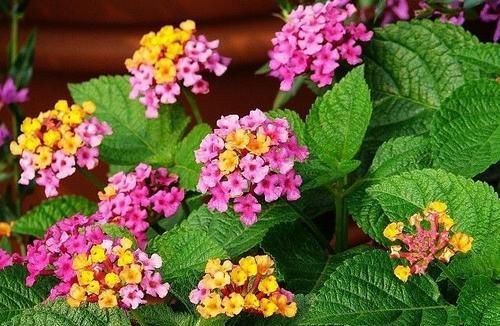  有花赏@家庭养花选它，漂亮又好养，全年有花赏，是家庭盆栽佳品！