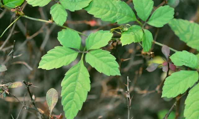  蛇伤@农村山里一奇草，蛇见到就跑，人称“五爪龙”，对付蛇伤有