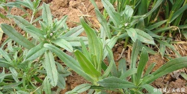  【稀罕】曾是农民痛恨的杂草，如今农民抢着挖，一斤7元成稀罕野菜