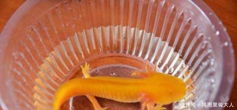  【老人】农村老人捡到“稀有物种”，上交国家却为何被退回