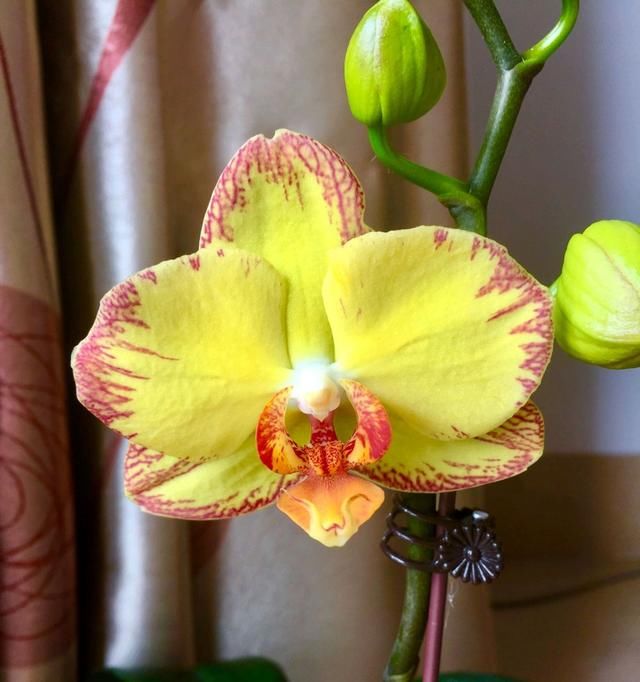  【干下】松树皮养蝴蝶兰总是上干下湿难浇水？老花匠分享实战经验